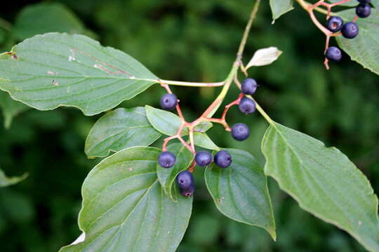 Image of alternateleaf dogwood