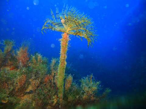 Image of European fan worm