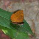 Image of Castor Butterfly