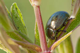 Image of Klamath Weed Beetle