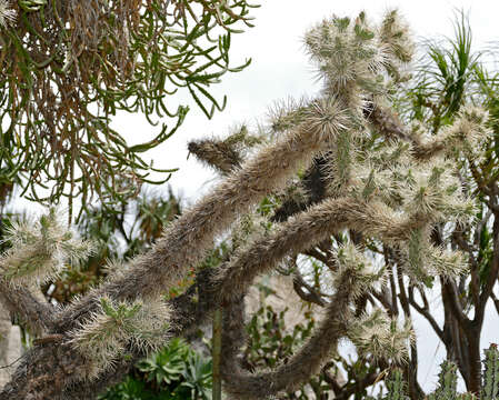 Image de Cylindropuntia rosea (DC.) Backeb.