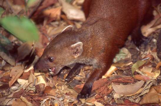 Image of Malagasy Ring-tailed Mongoose