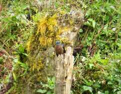 Image of Fan-tailed Cuckoo