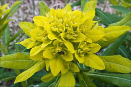 Image of Hairy Spurge