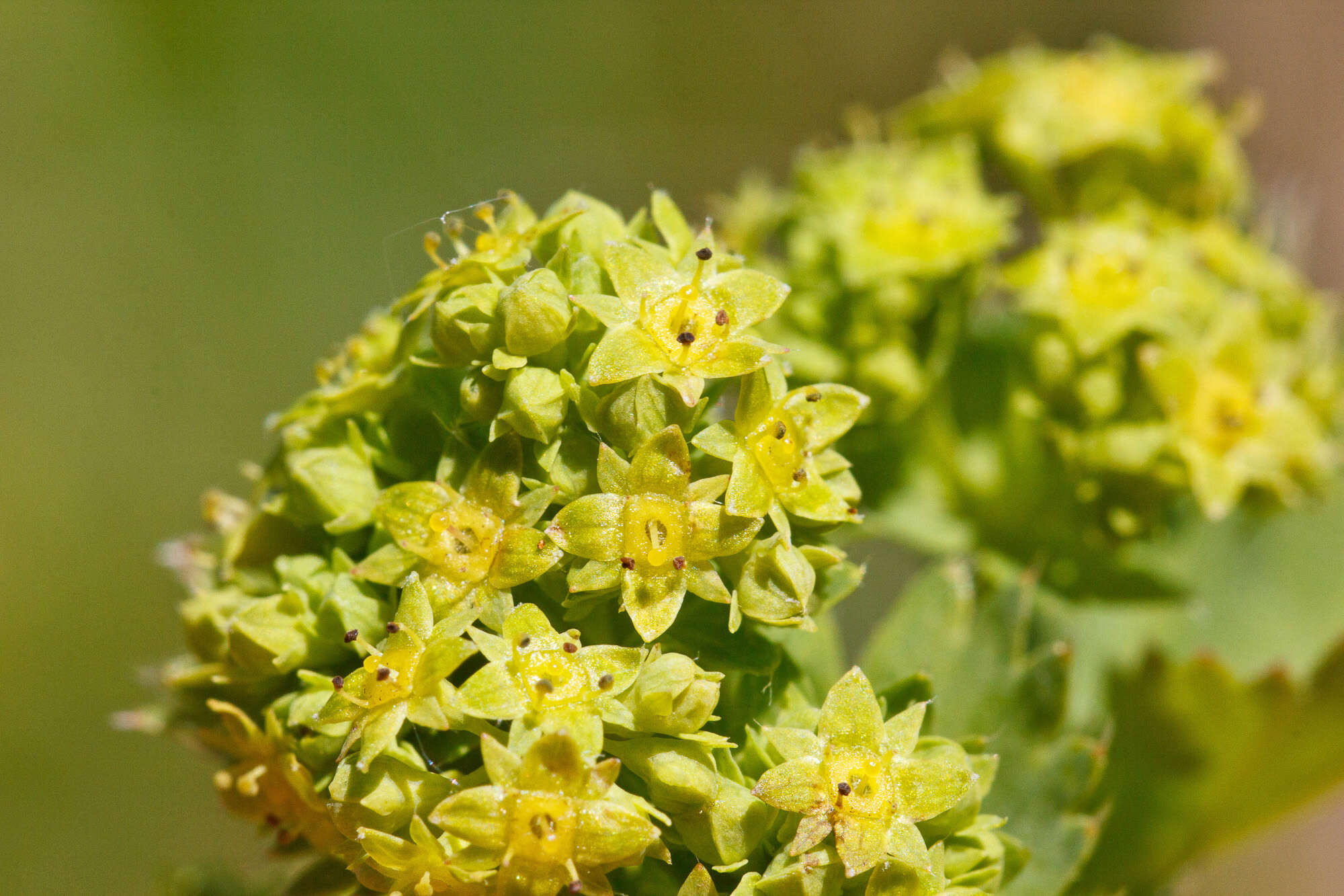 Image of lady's mantle