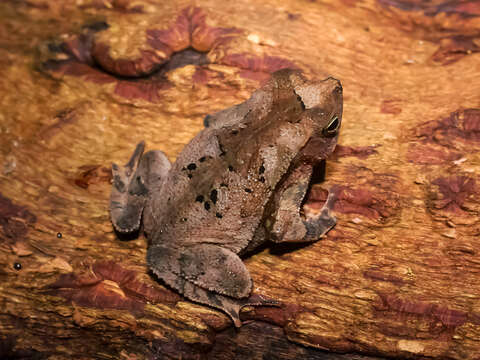 Rhinella alata (Thominot 1884)的圖片