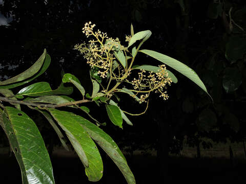 Rhodostemonodaphne kunthiana (Nees) Rohwer的圖片