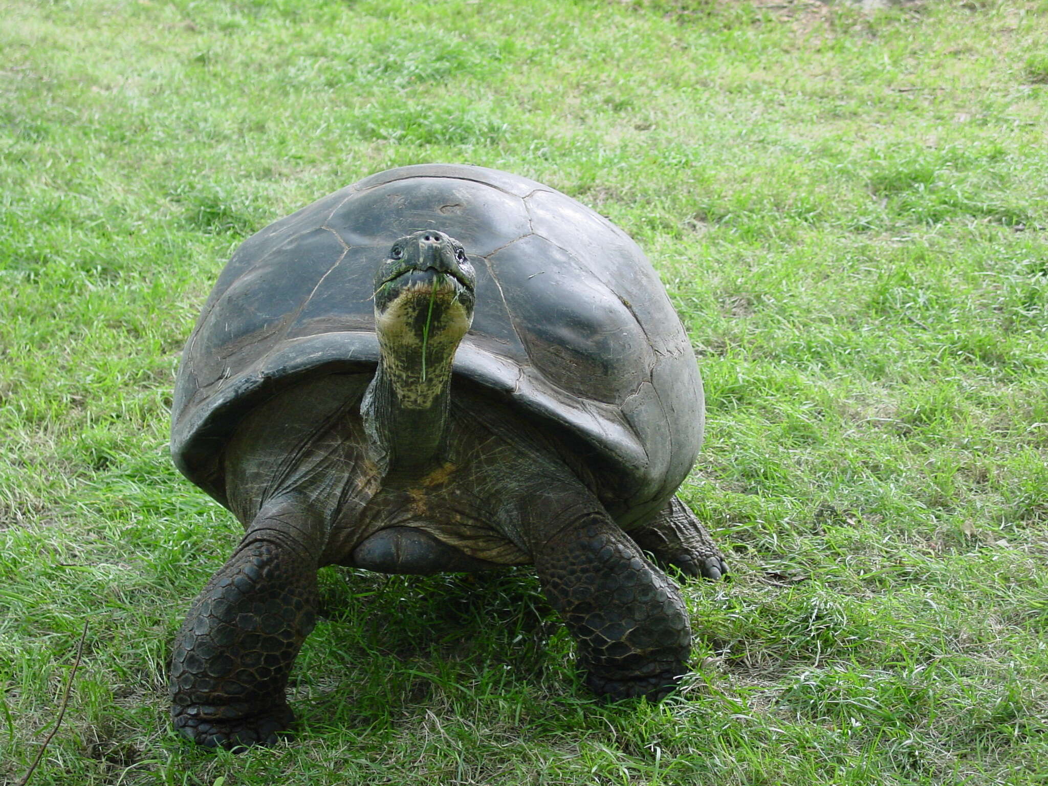 Image of Typical Tortoises