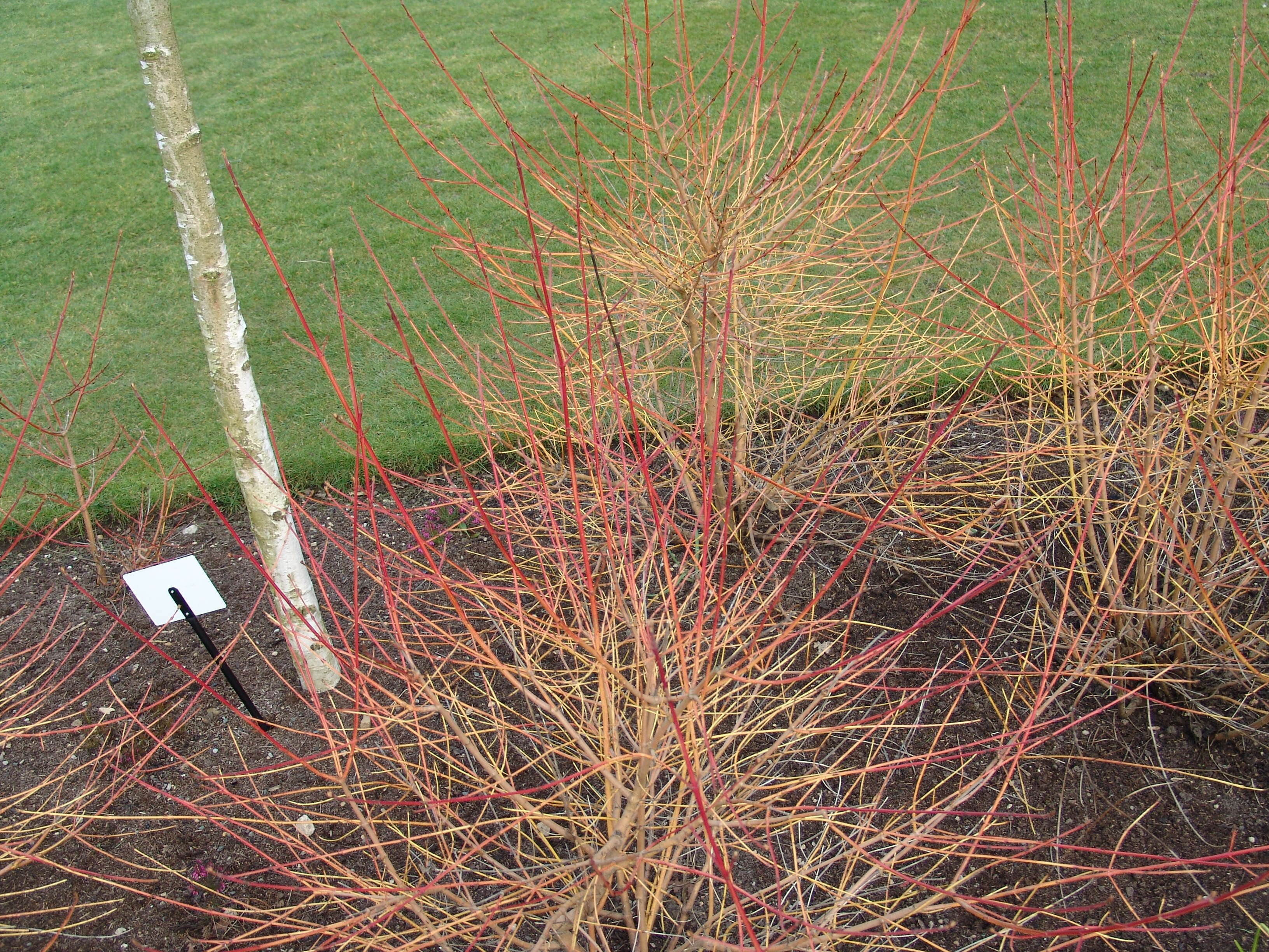 Image of dogwoods