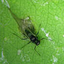 Image of Oat-birdcherry aphid