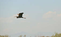 Image of Ardea Linnaeus 1758