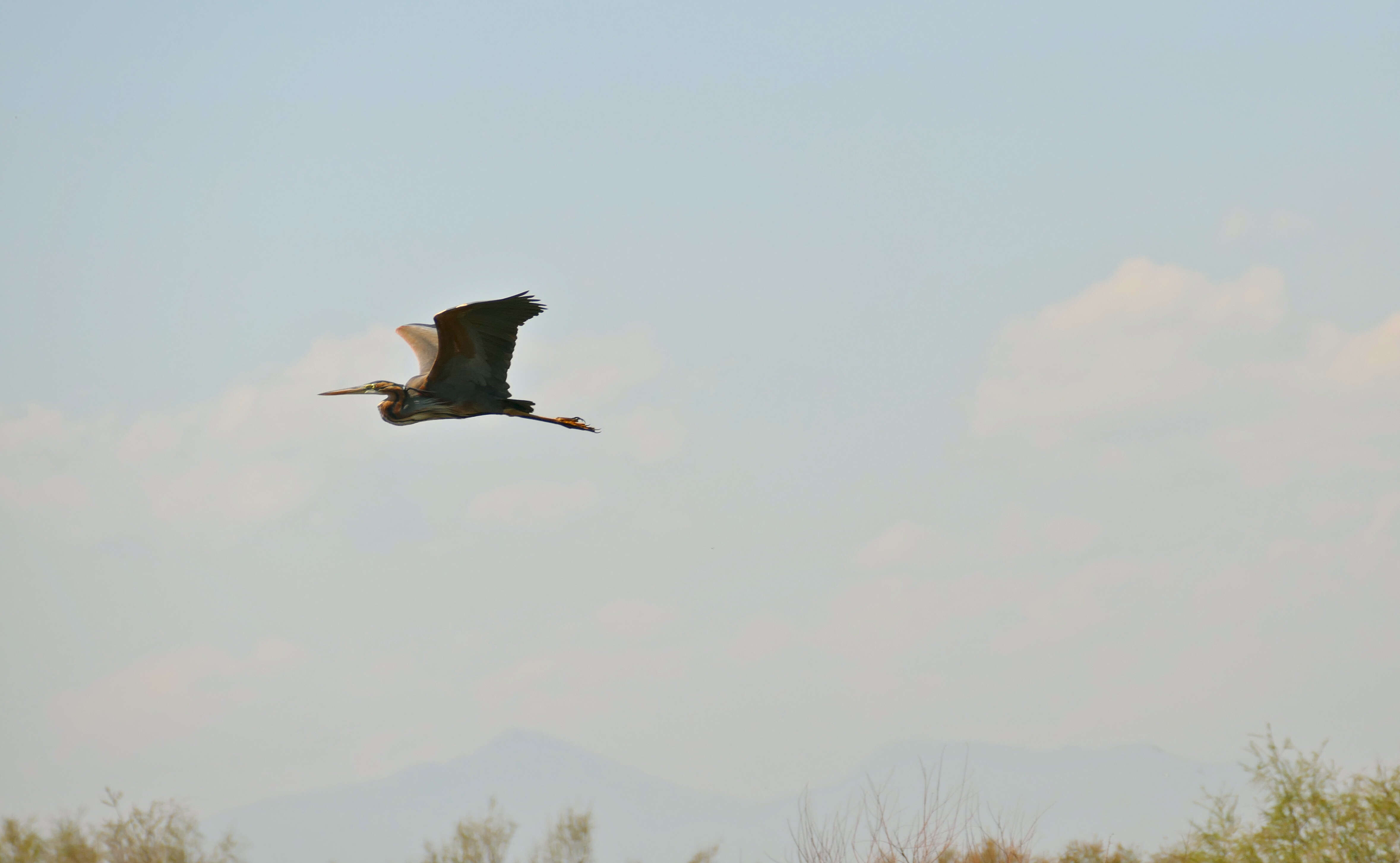 Image of Ardea Linnaeus 1758