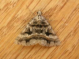 Plancia ëd Dichromodes longidens Prout 1910