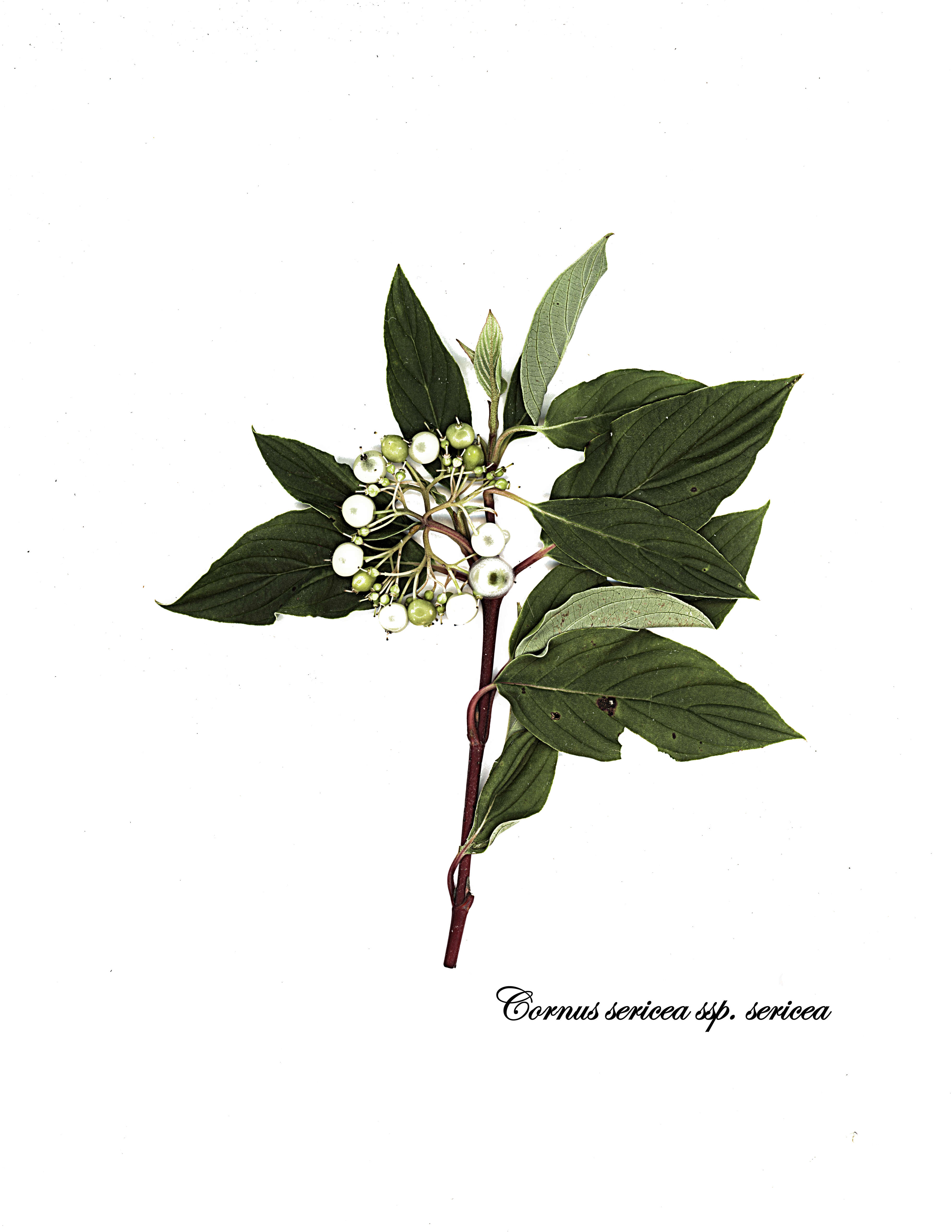 Cornus sericea L. resmi