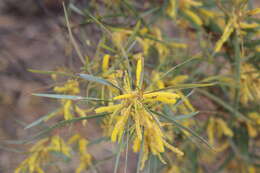 Plancia ëd Acacia julifera Benth.