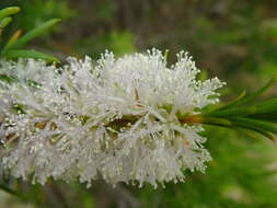 Слика од Melaleuca armillaris (Gaertner) Smith