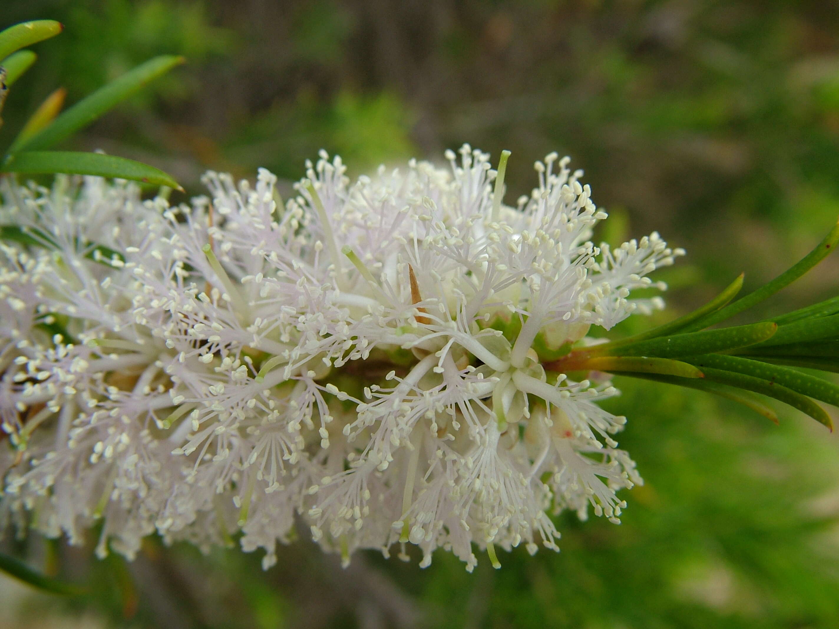 Image of melaleuca