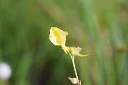 Image of southern bladderwort