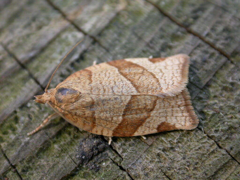 Image of barred fruit-tree tortrix