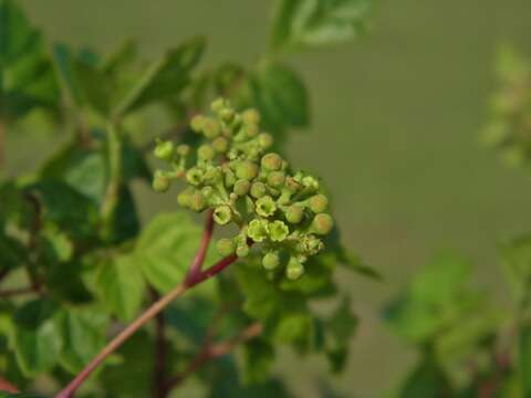 Image of Ampelopsis arborea (L.) Koehne