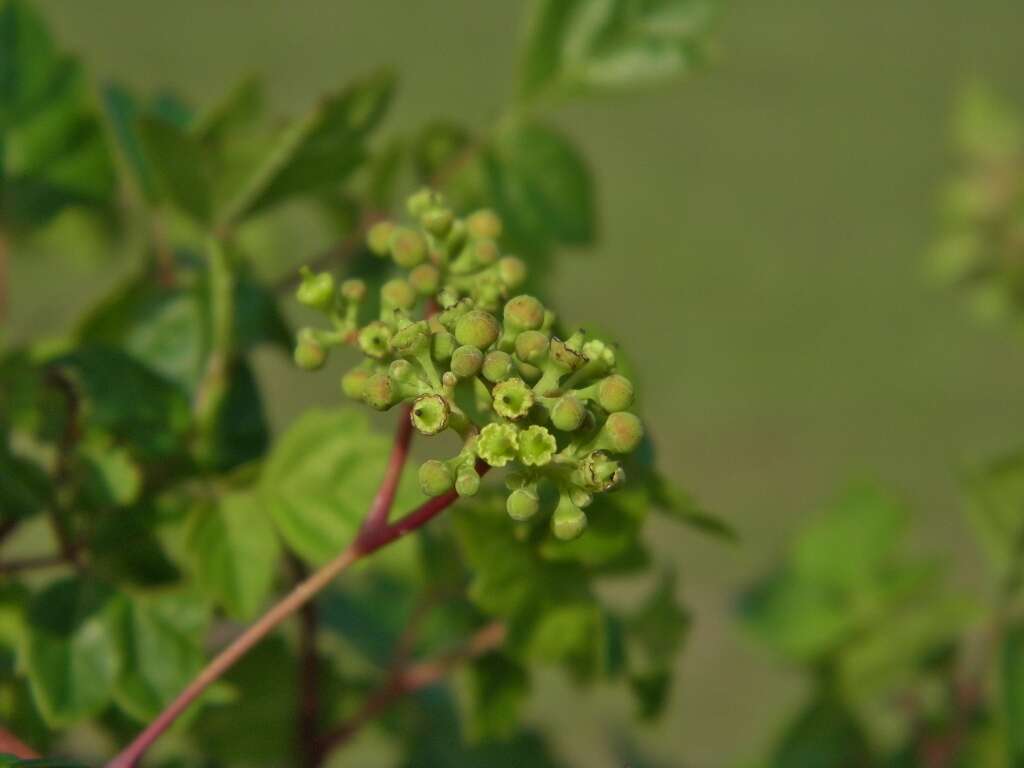 Imagem de Ampelopsis arborea (L.) Koehne