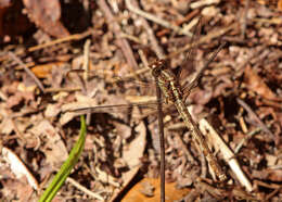 Слика од Erythrodiplax umbrata (Linnaeus 1758)