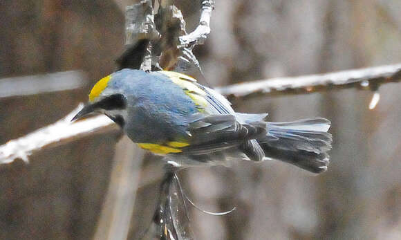 Image of Golden-winged Warbler