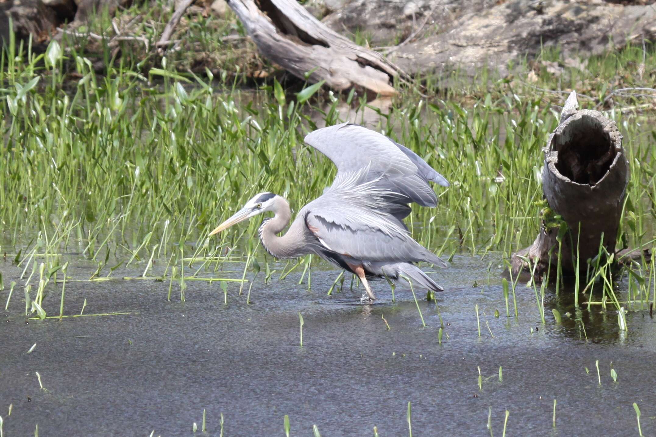 Image of Great Blue Heron