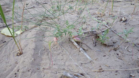 صورة Astragalus ceramicus Sheldon