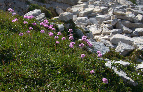 Image of Armeria canescens (Host) Boiss.