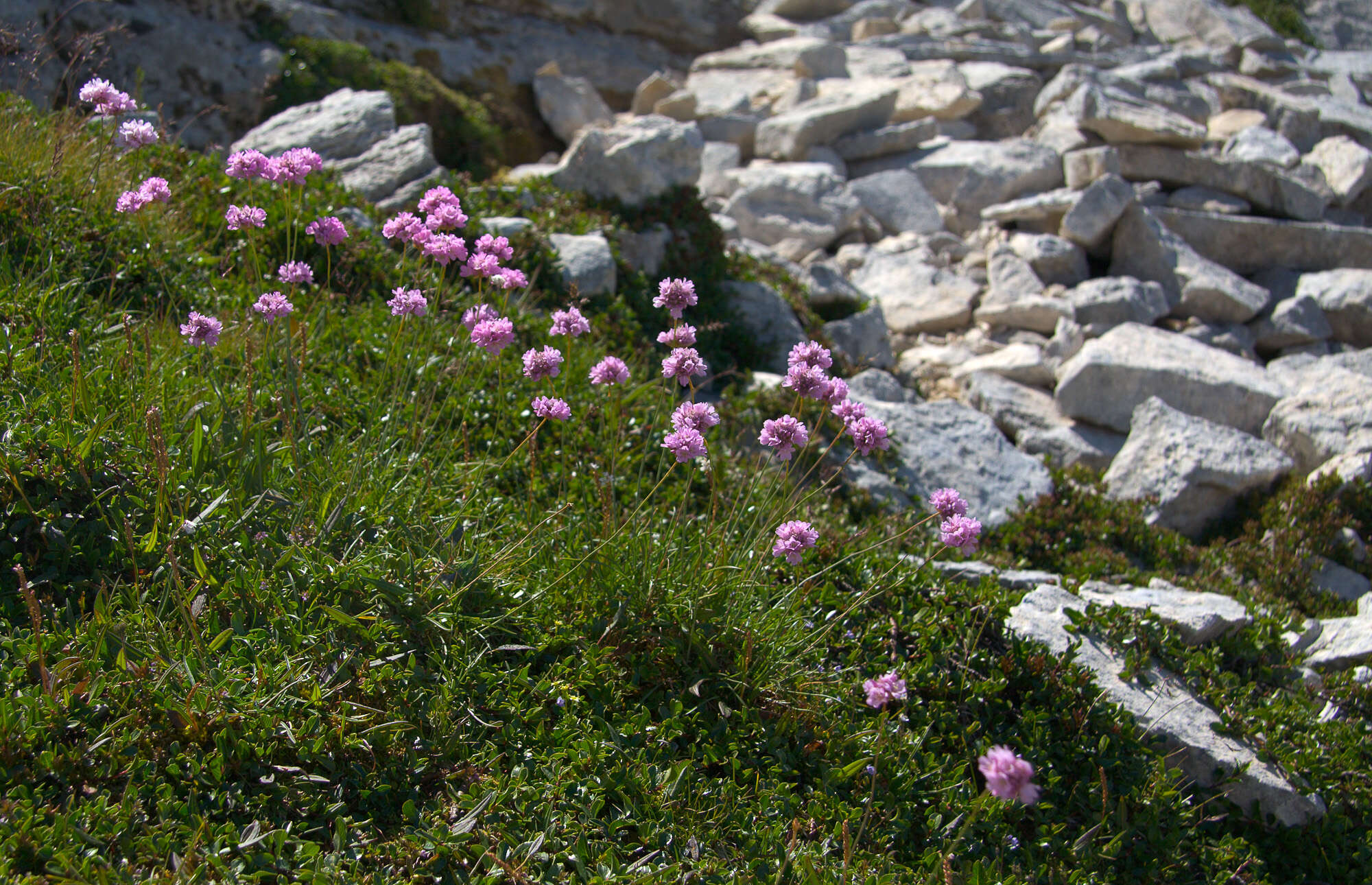 Image of Armeria canescens (Host) Boiss.