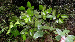 Sivun Nyctaginaceae kuva