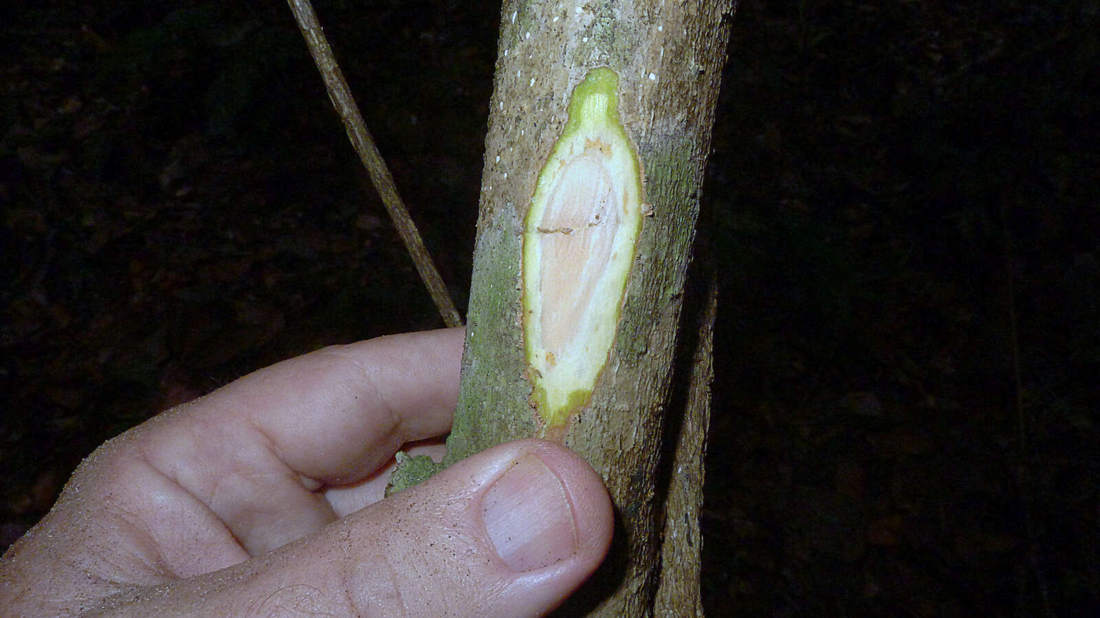 Image of Rauvolfia grandiflora Mart. ex A. DC.