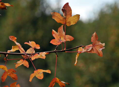 Image of Montpellier Maple