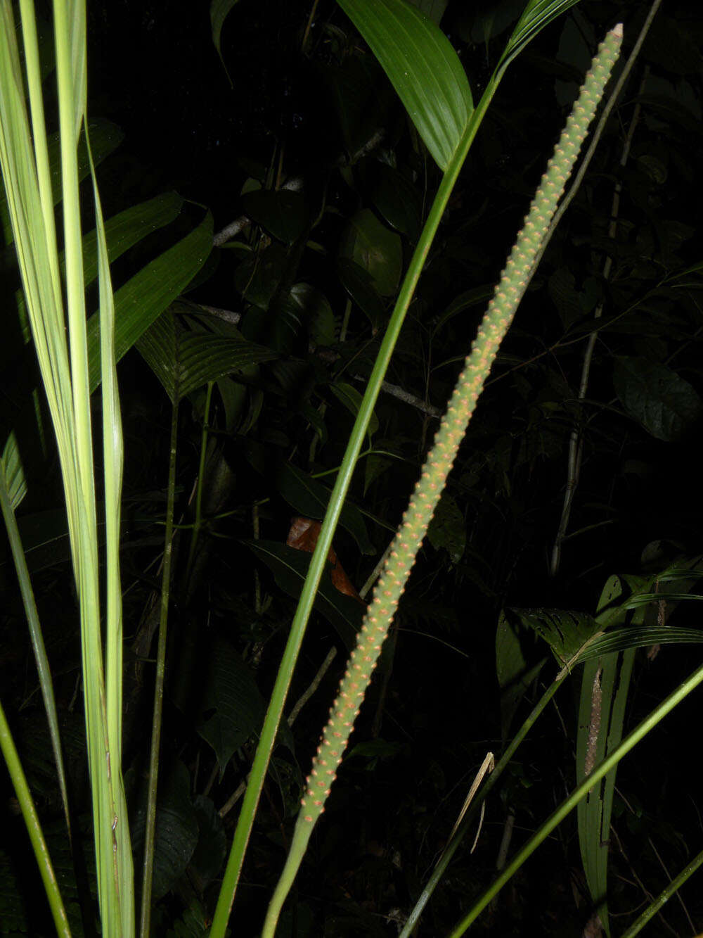 Image of Geonoma cuneata H. Wendl. ex Spruce