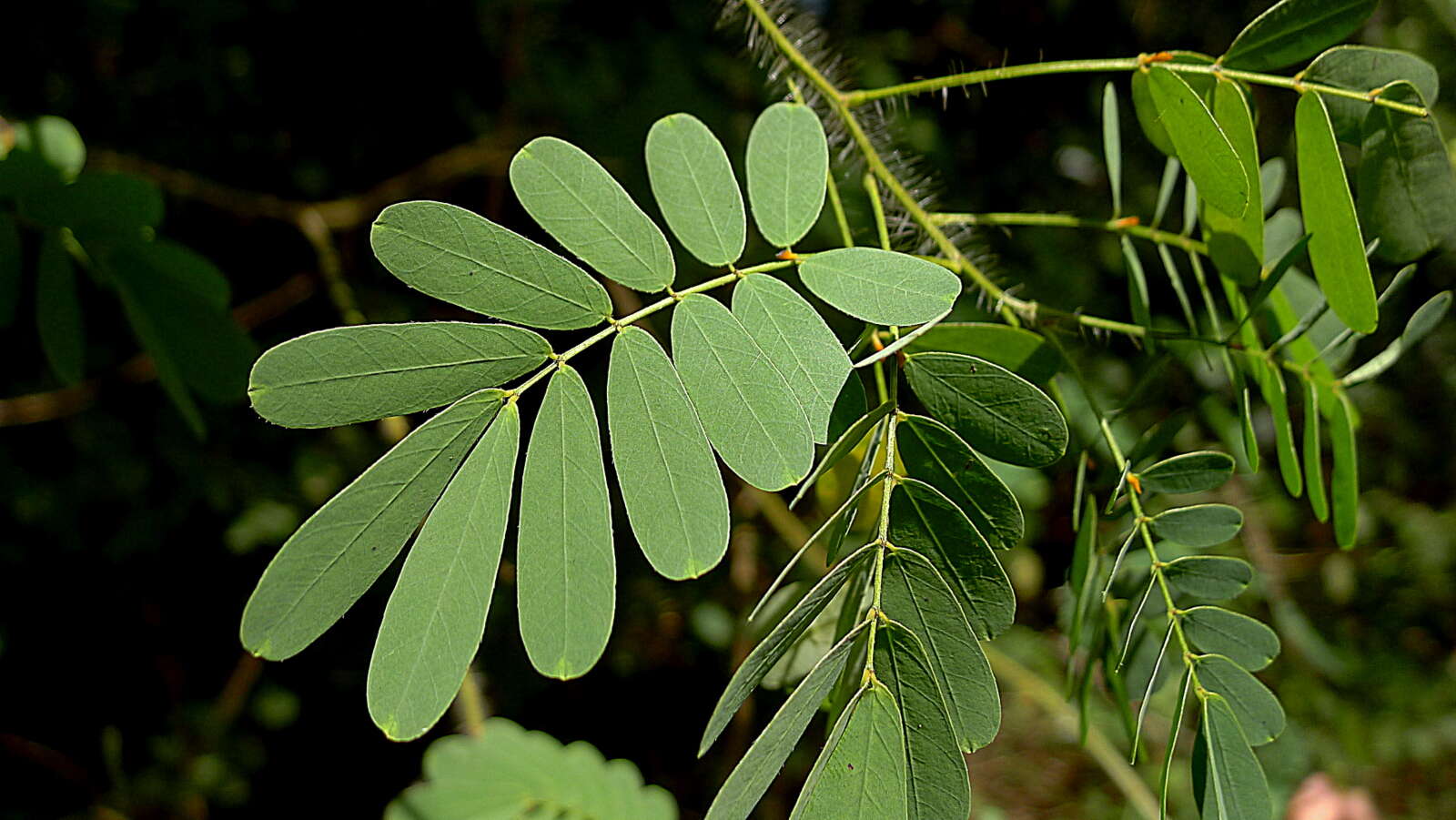 Senna aversiflora (Herbert) H. S. Irwin & Barneby resmi