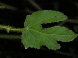 Image of leafbract