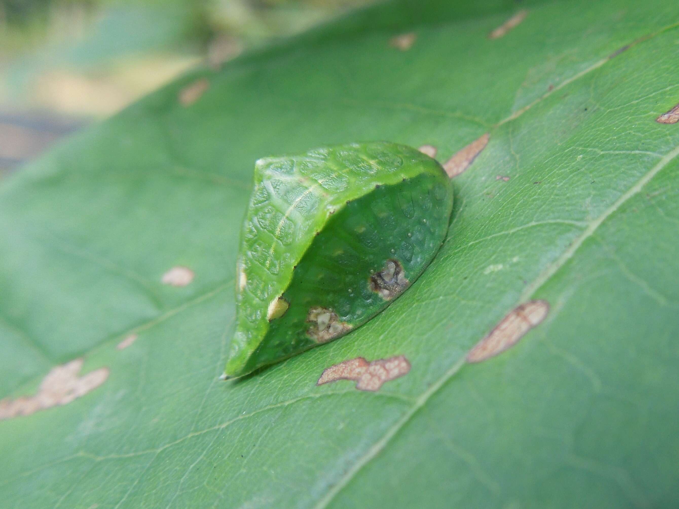 Image of Prolimacodes