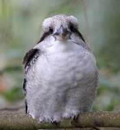 Image of Kookaburra