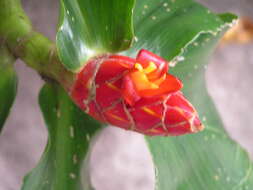 Image of spiral ginger