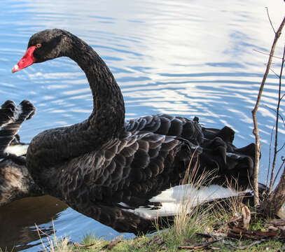 Image of Black Swan