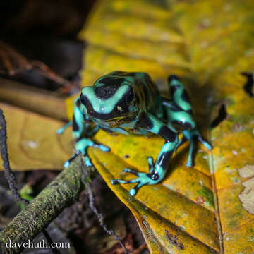 Image of Dendrobates Wagler 1830