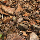Image of Utah bladderpod