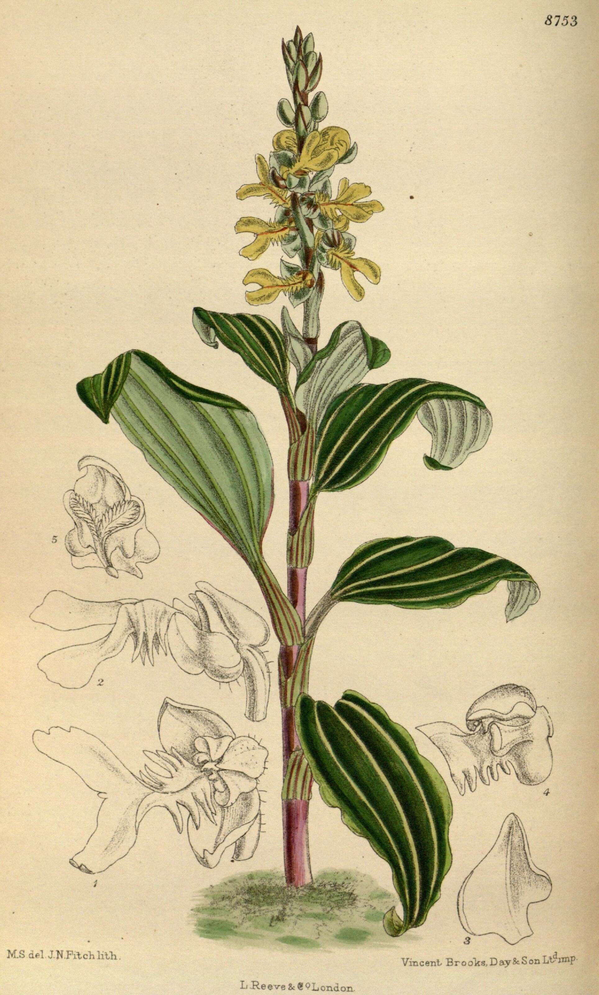 Odontochilus lanceolatus (Lindl.) Blume resmi