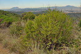 Image of Flax-Leaved Daphne