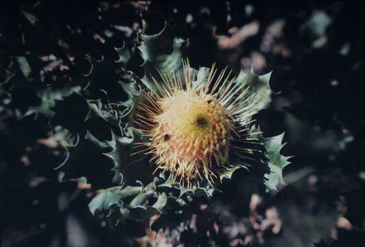 Image of Banksia undata A. R. Mast & K. R. Thiele