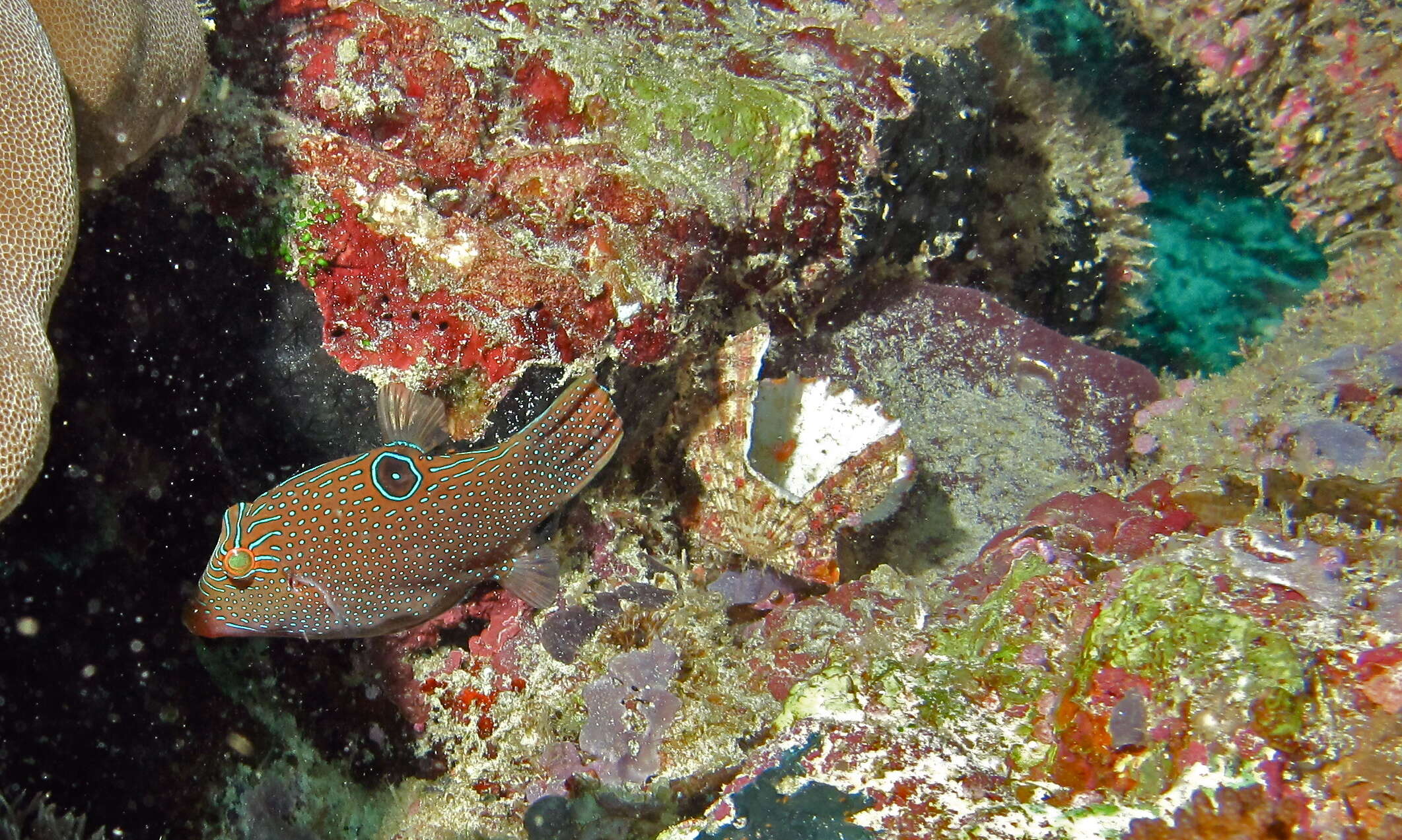 Image of Canthigaster