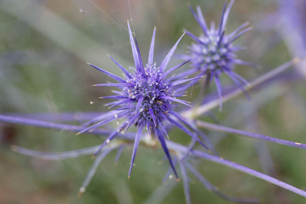 Imagem de Eryngium ovinum A. Cunn.