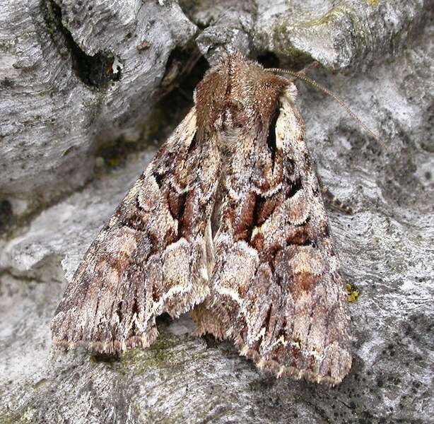 Image of Beautiful Brocade