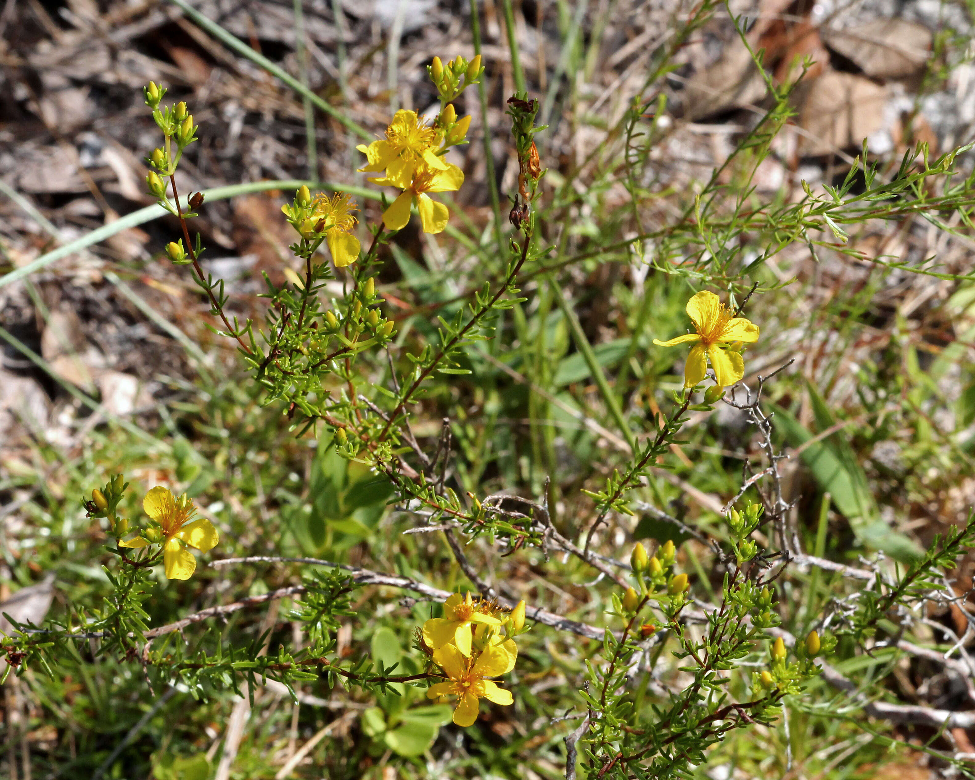 Image de Hypericum tenuifolium Pursh